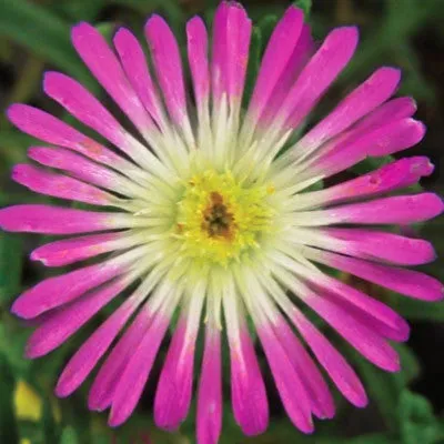 Jewel of Desert Rosequartz Ice Plant